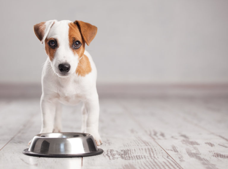 Jak vybrat nejkvalitnější krmivo pro psy? 6 kritérií, která musíte vzít v potaz