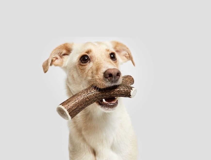 Pamlsky pro psy a kočky: Jak vybrat zdravou a vyváženou odměnu?