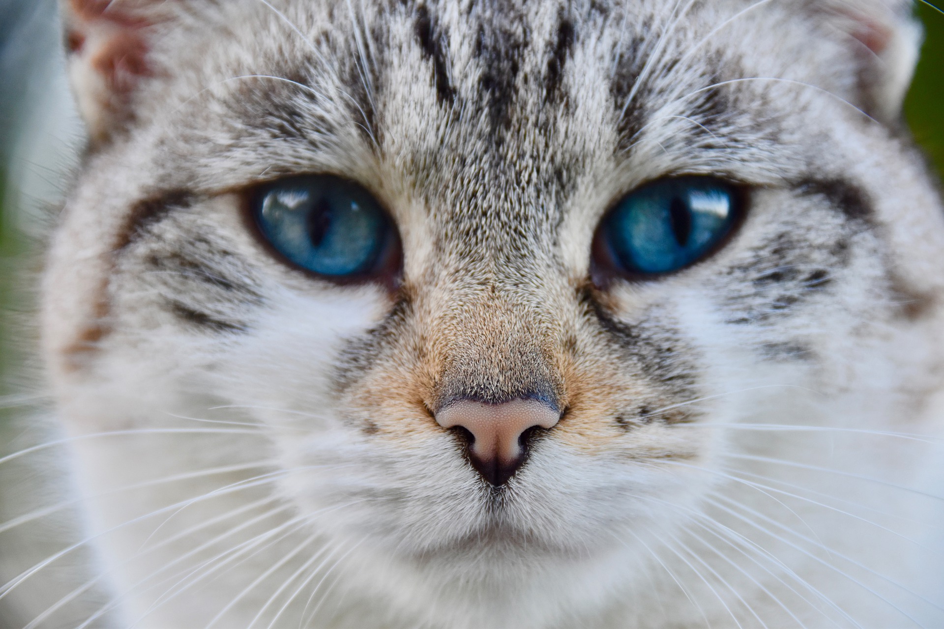 Evropská kočka domácí – speciální kočičí plemeno