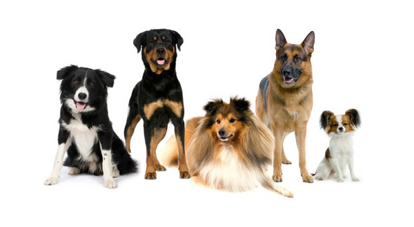 Psí plemena - část první