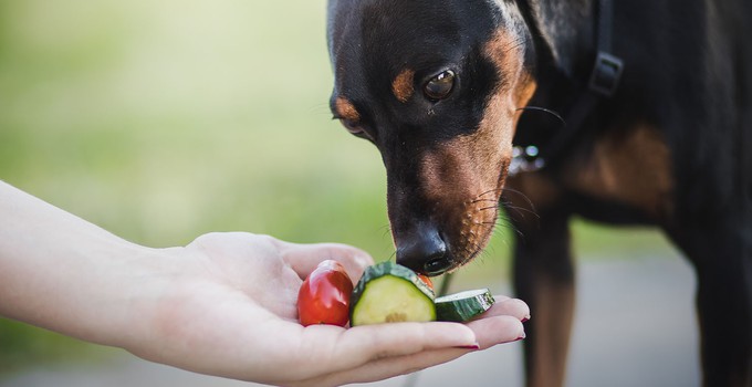 Které zelenině a ovoci můžete říct ANO a které NE jako součást potravy vašeho pejska