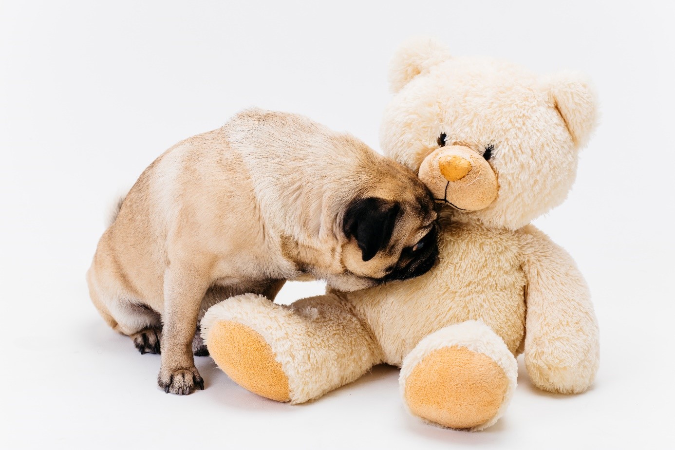 Jak vybrat vhodné hračky pro štěně, aby ho bavily?