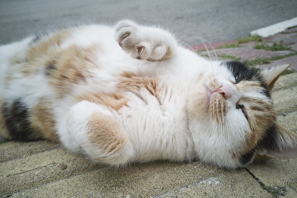 Hry pro kočky přispívají k jejich duševní pohodě