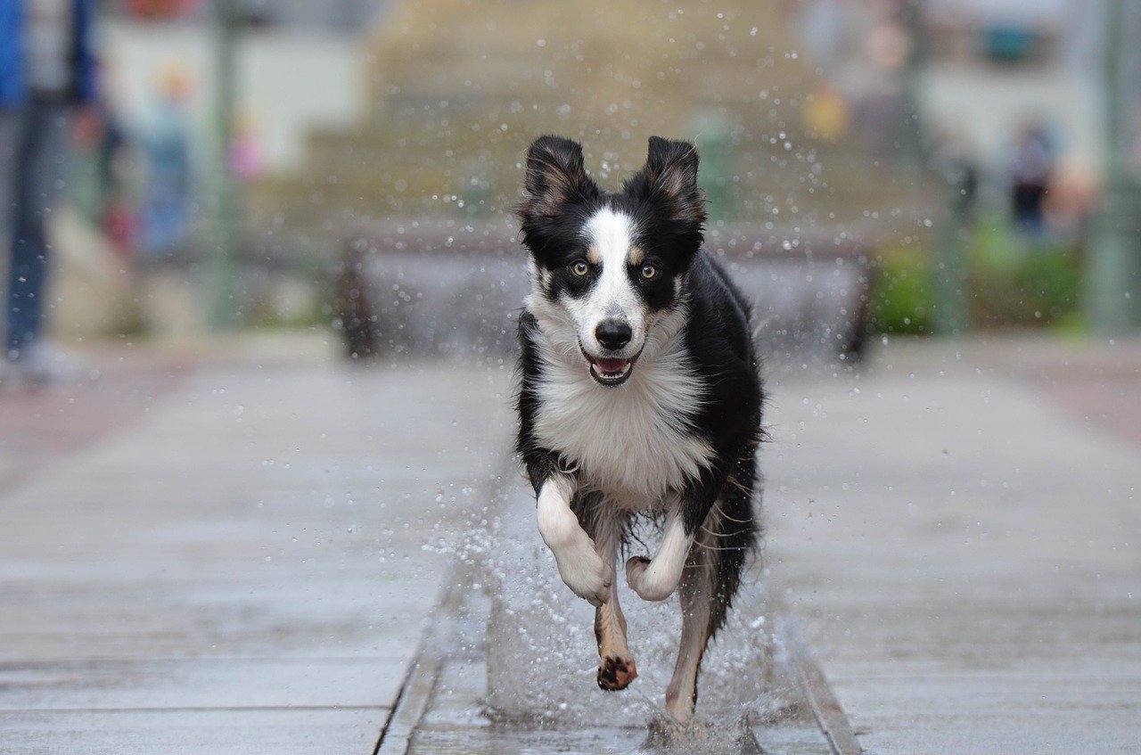 Jak zchladit psa v letních vedrech? Poradíme, jak mu pomoci i co nedělat!