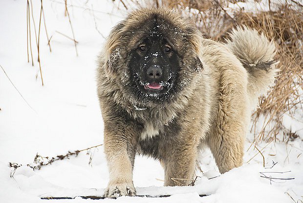 Kavkazský pastevecký pes – plemeno s obtížnou povahou