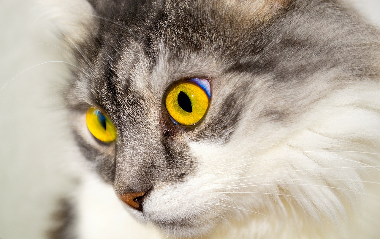 Je kočičí AIDS přenosný na člověka? A jaké jsou příznaky u koček?