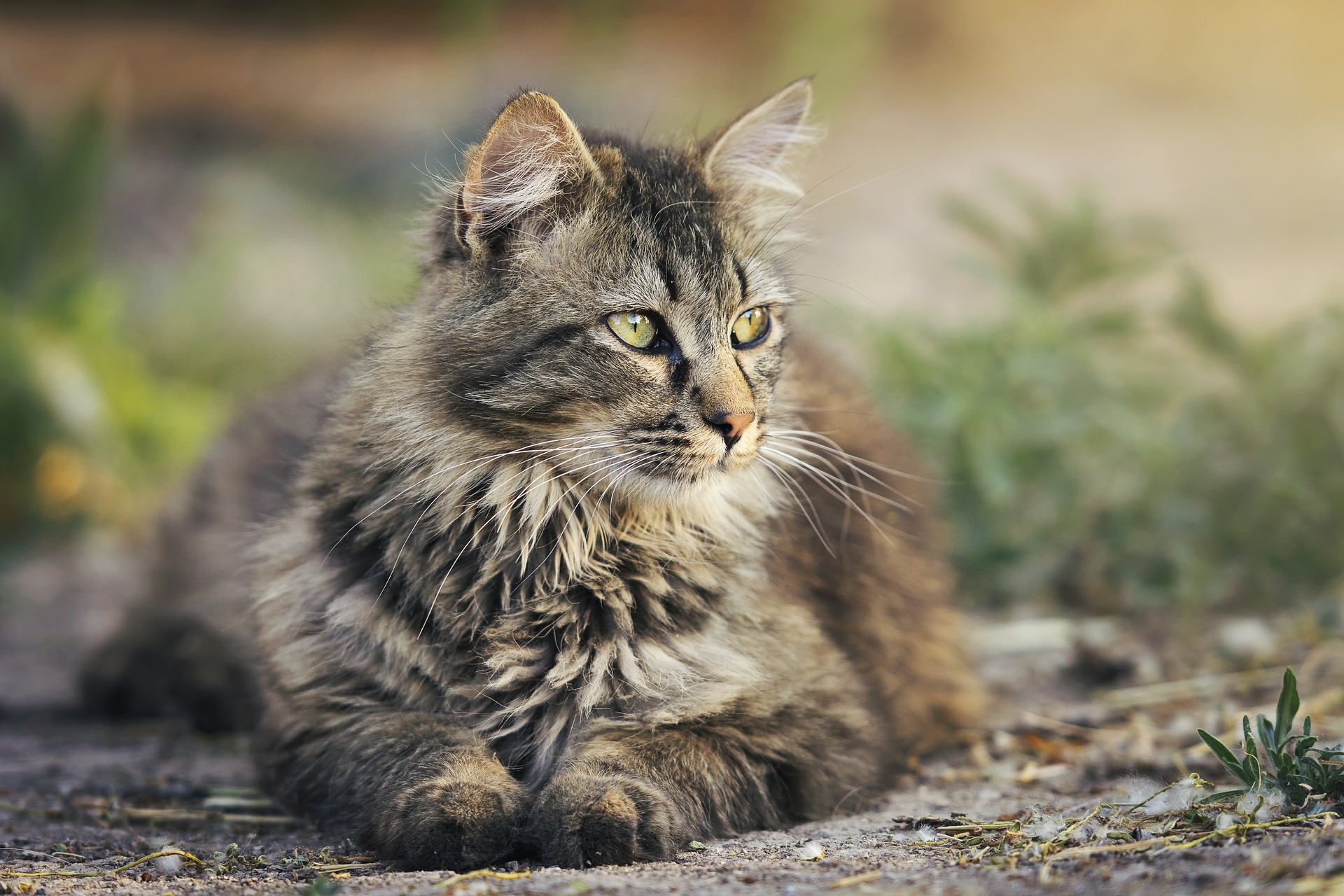 Kočka domácí – co o ní ještě nevíte?