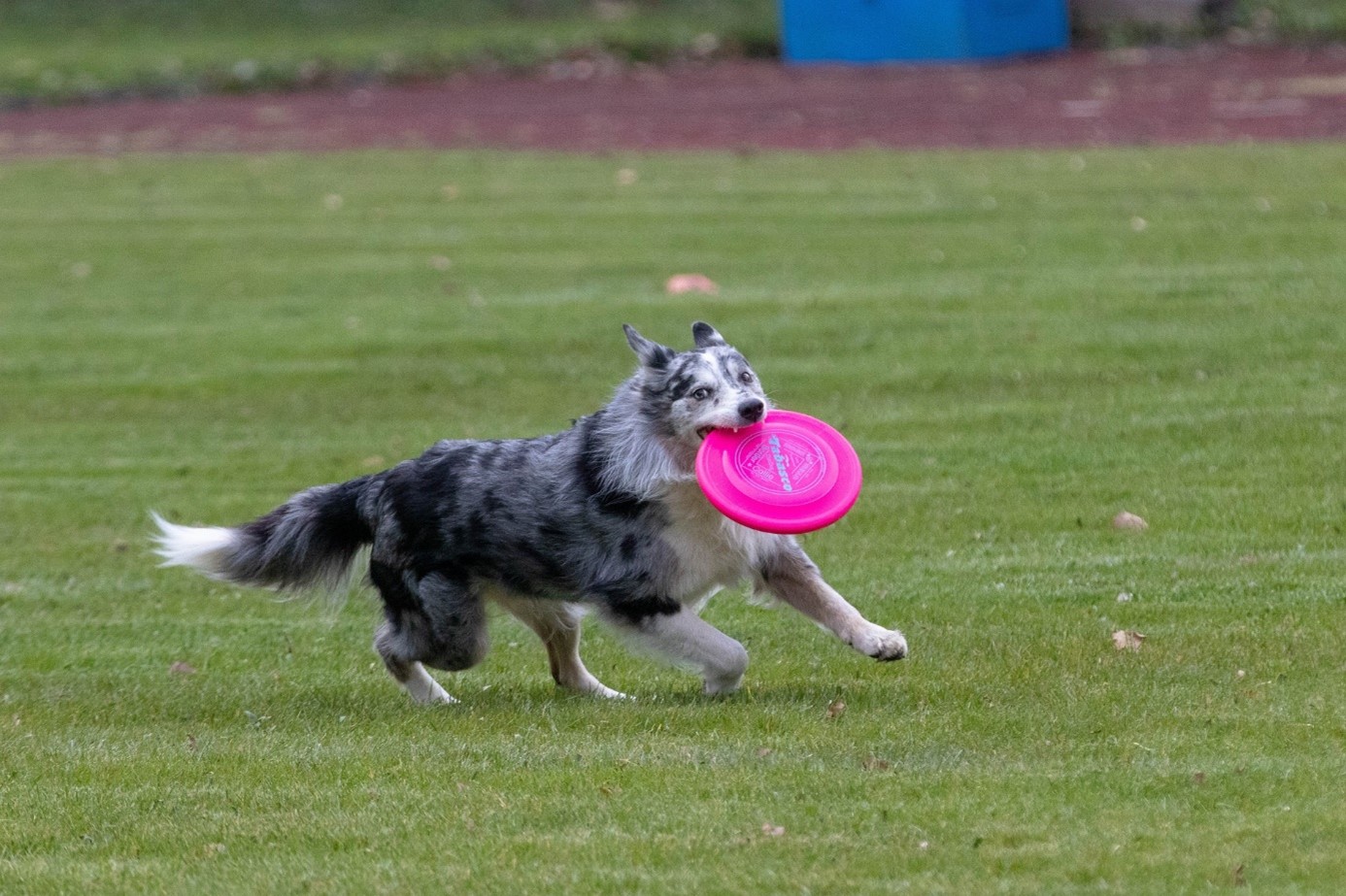 Jak začít s dogfrisbee? Zkuste tento zábavný psí sport!