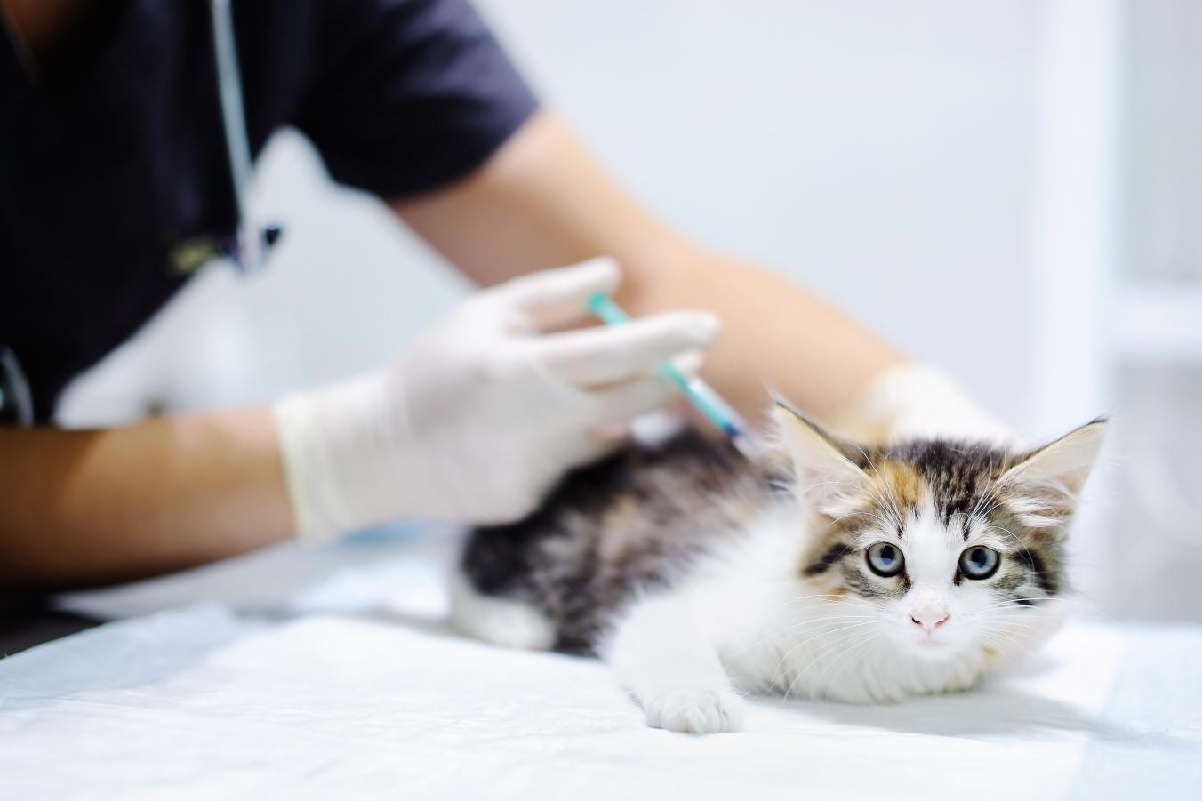 4 nemoci koček přenosné na člověka