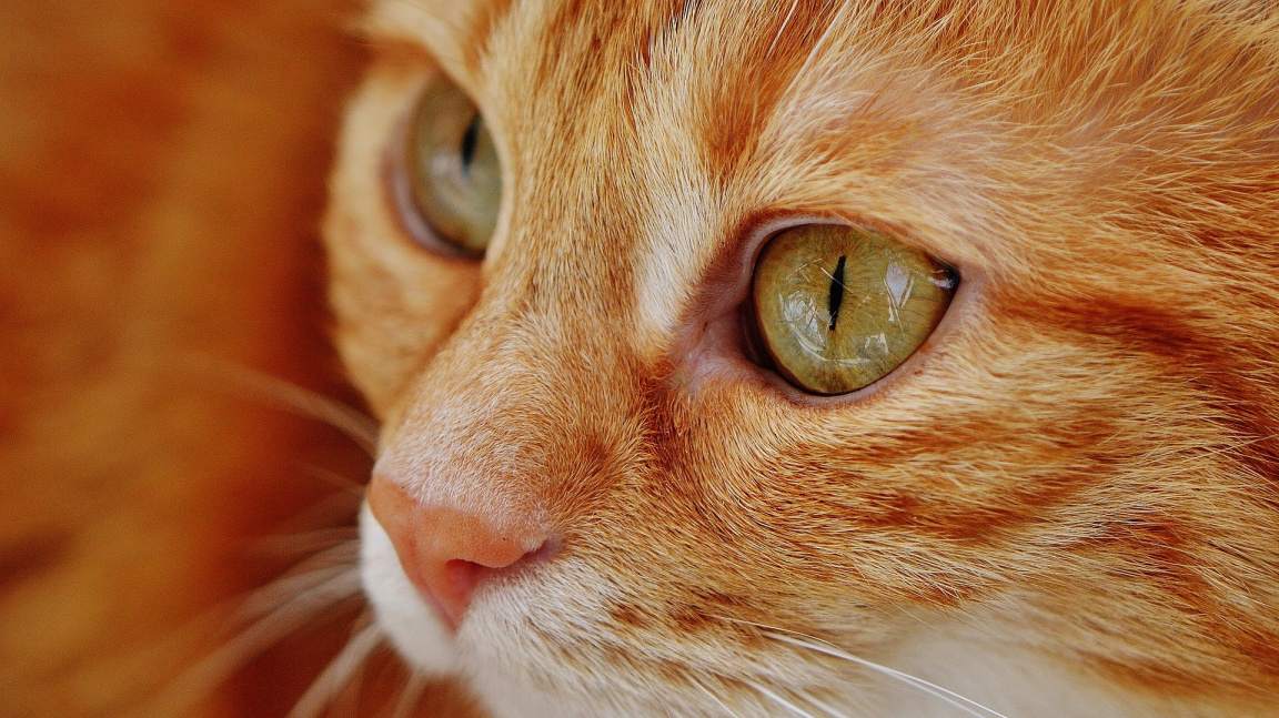 Oční a kožní choroby koček: Které potíže mohou vaši kočičku potrápit?