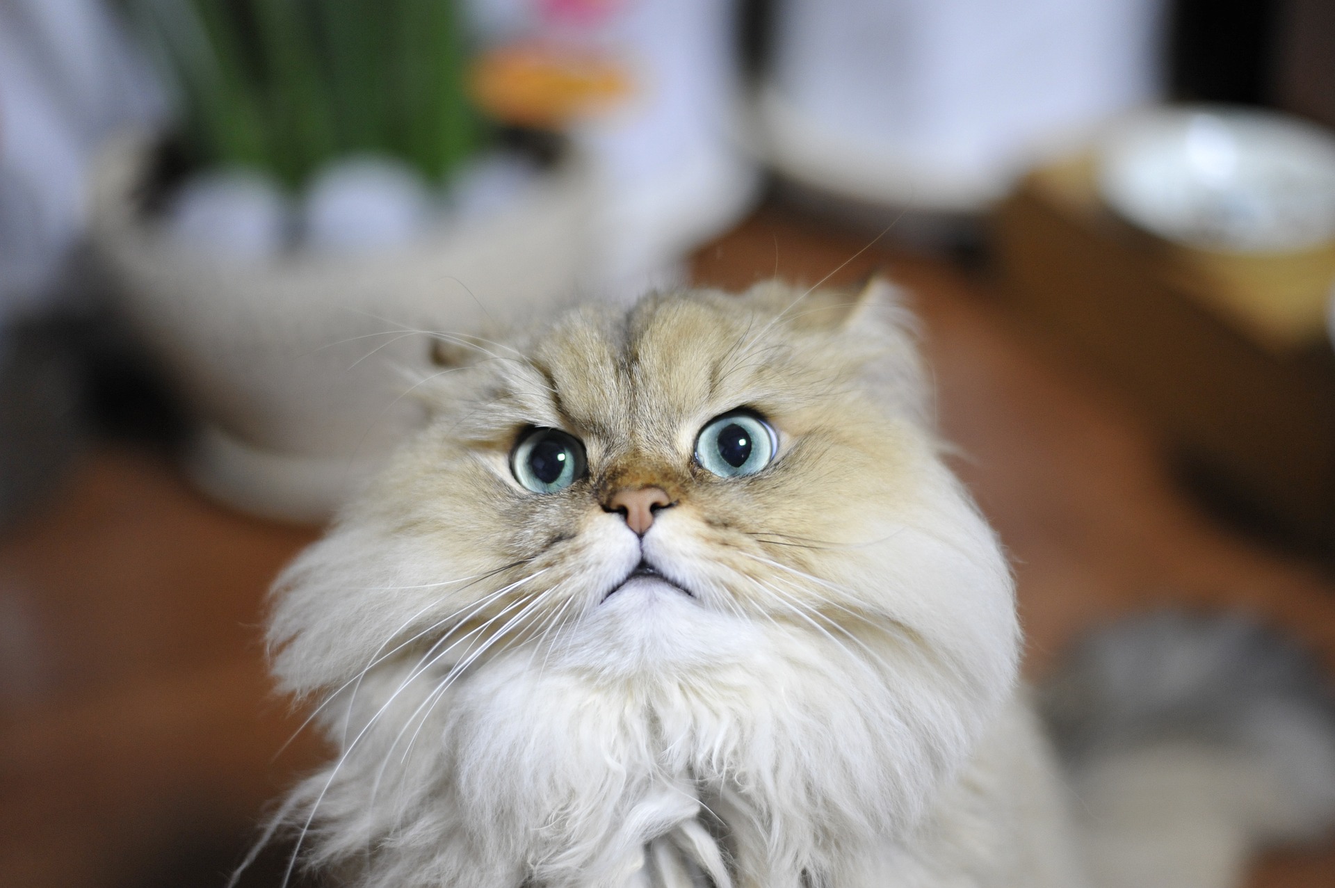 Perská kočka – klidný plyšový mazel