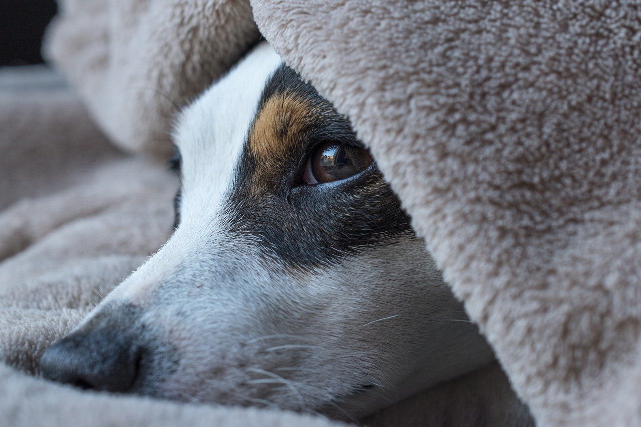 Pes a epilepsie –⁠ co ji způsobuje a jak vypadá epileptický záchvat?