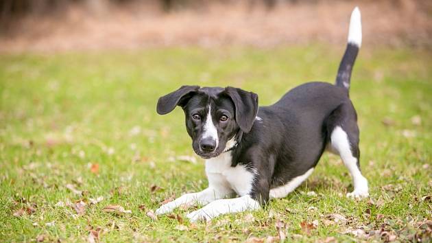 Kupírování uší a ocásků