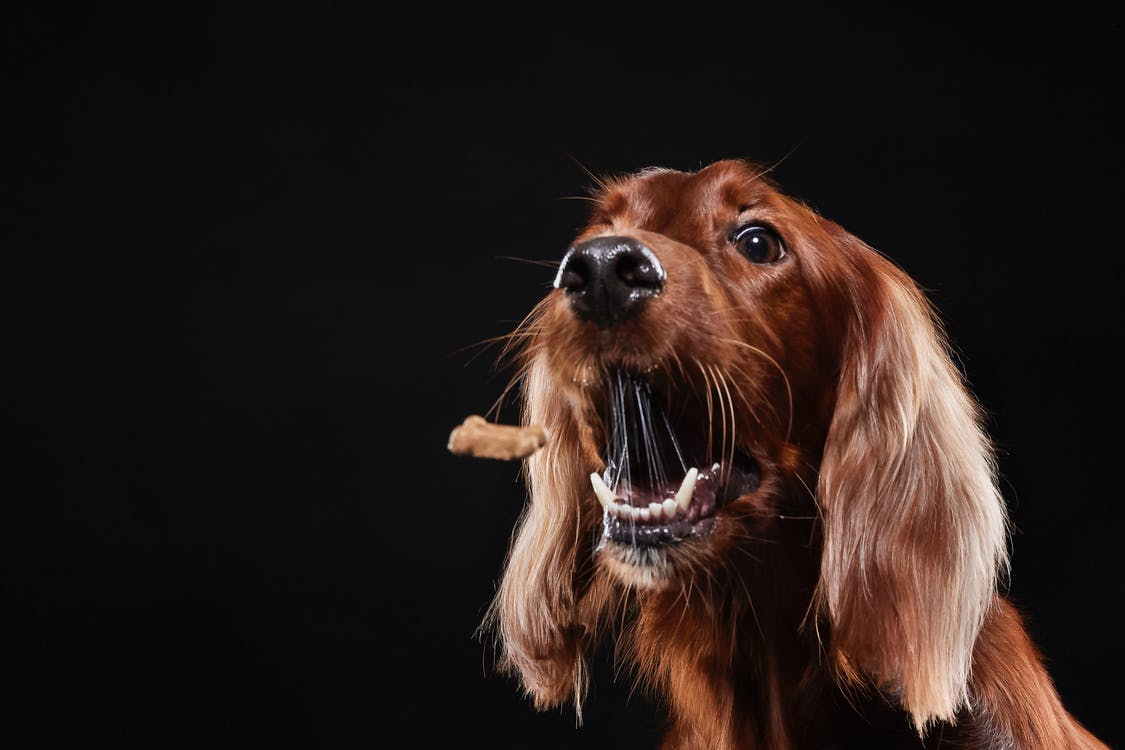 Jak se správně starat o ústní hygienu psa