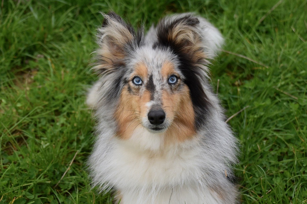 Jak pečovat o psí srst a zlepšit její kvalitu?