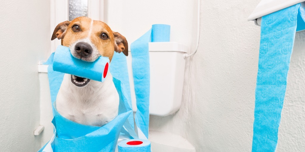 Průjem u psa