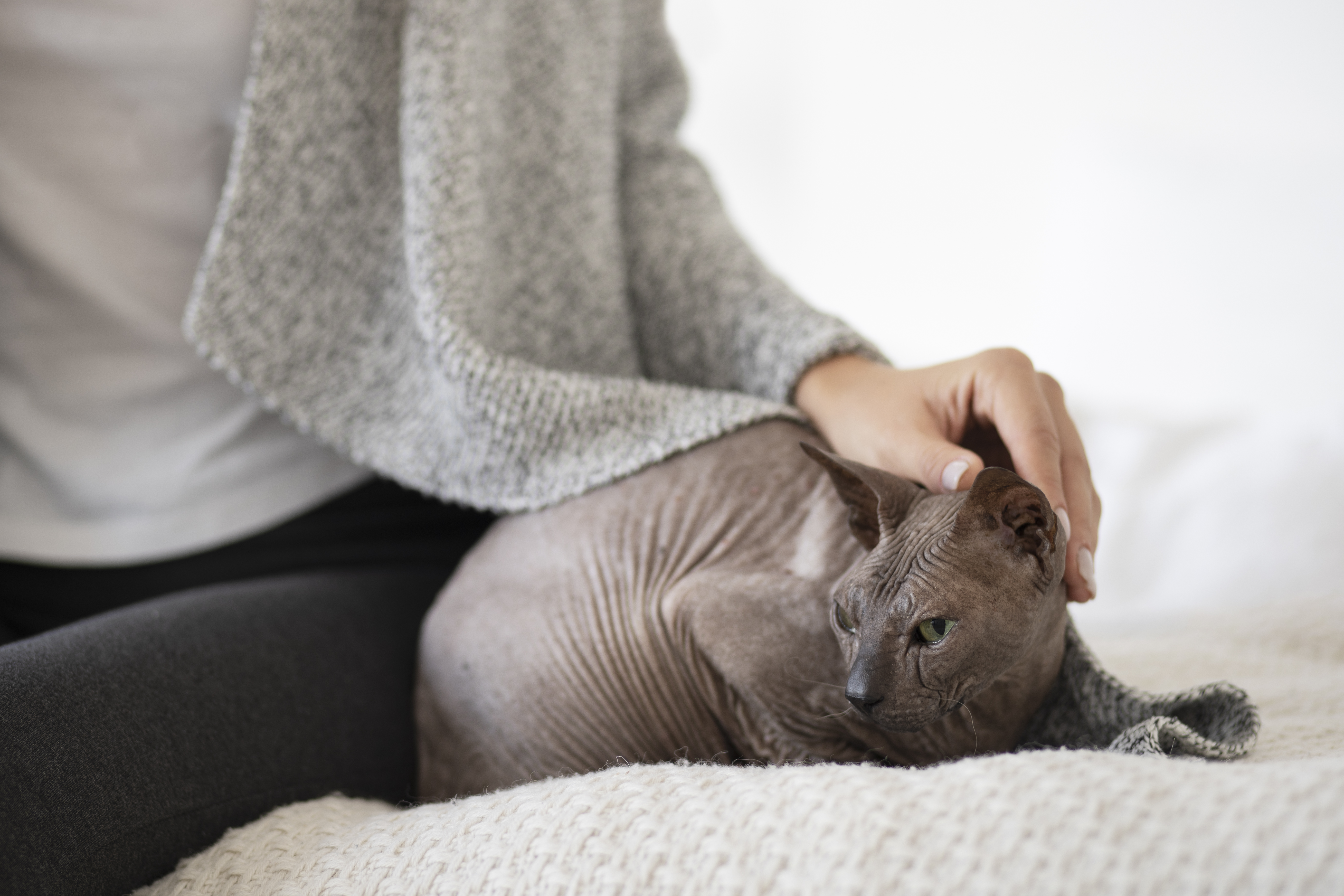 pet-cat-lifestyle-portraits