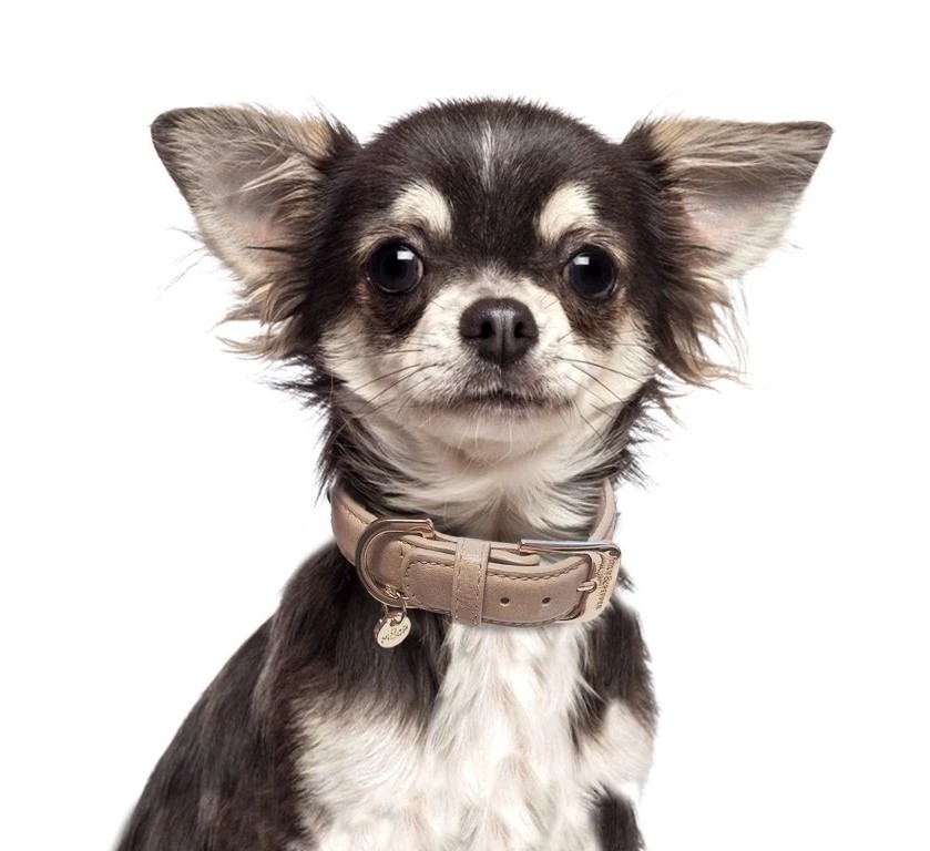 5496-4_mp4294-trafalgar-taupe-dog