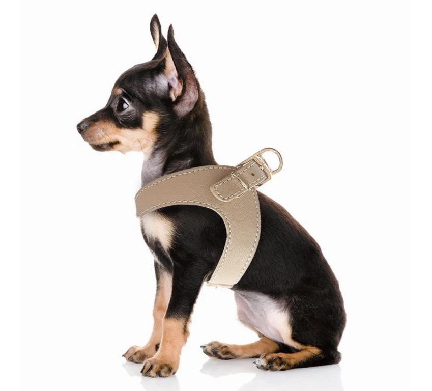 5928_mp4323-vendome-taupe-harnais-dog