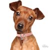 0027589 red pinscher id dog tag