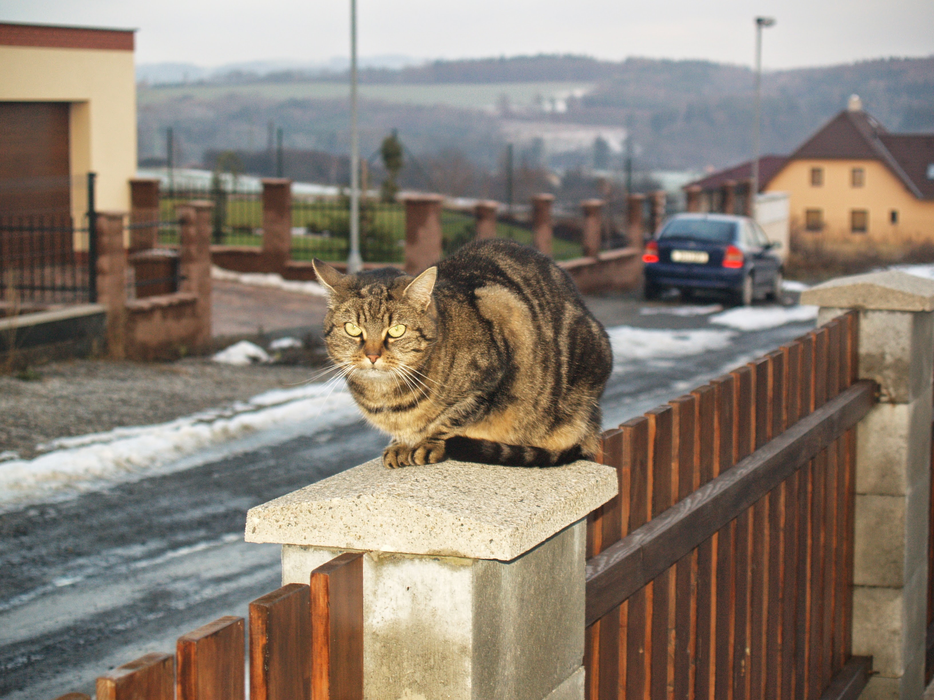 Emča - také kočky mají svou ambasadorku