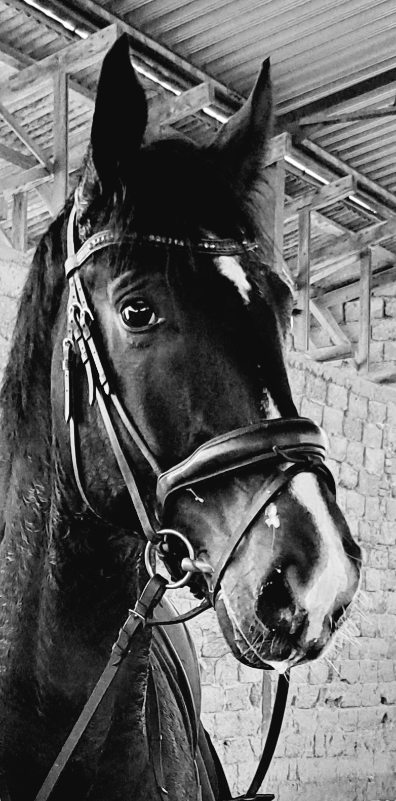 Delgado alias Delgouš