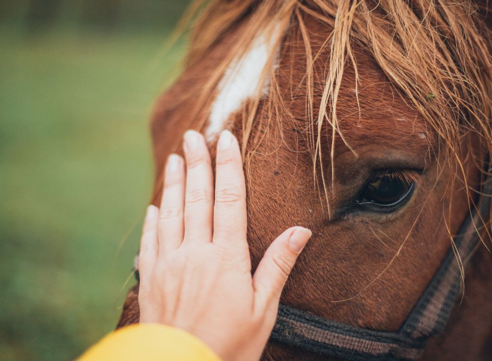 Kolika u koní – co byste měli vědět?