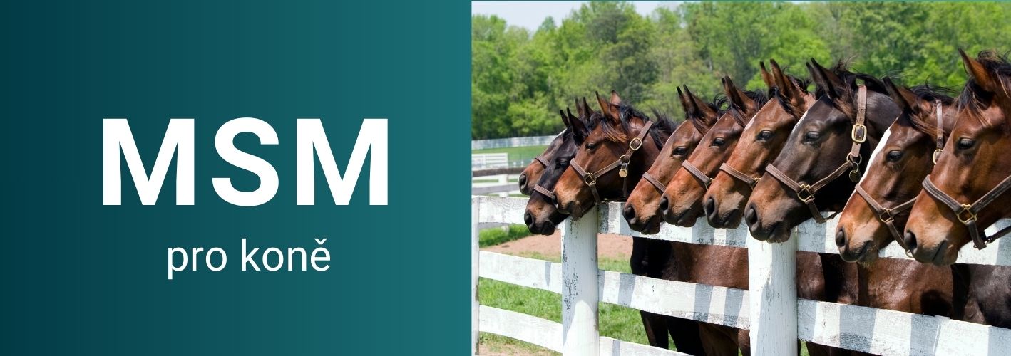 MSM pro koně