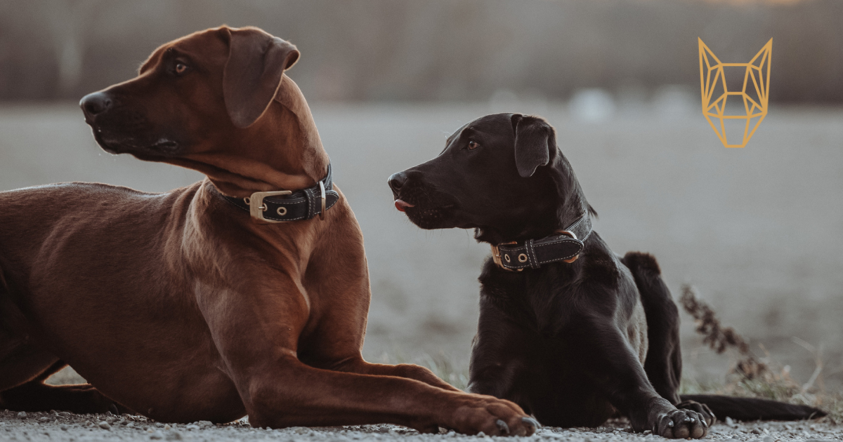 Páníčkův spolehlivý průvodce #2: Podle čeho vybírat psí obojky a vodítka