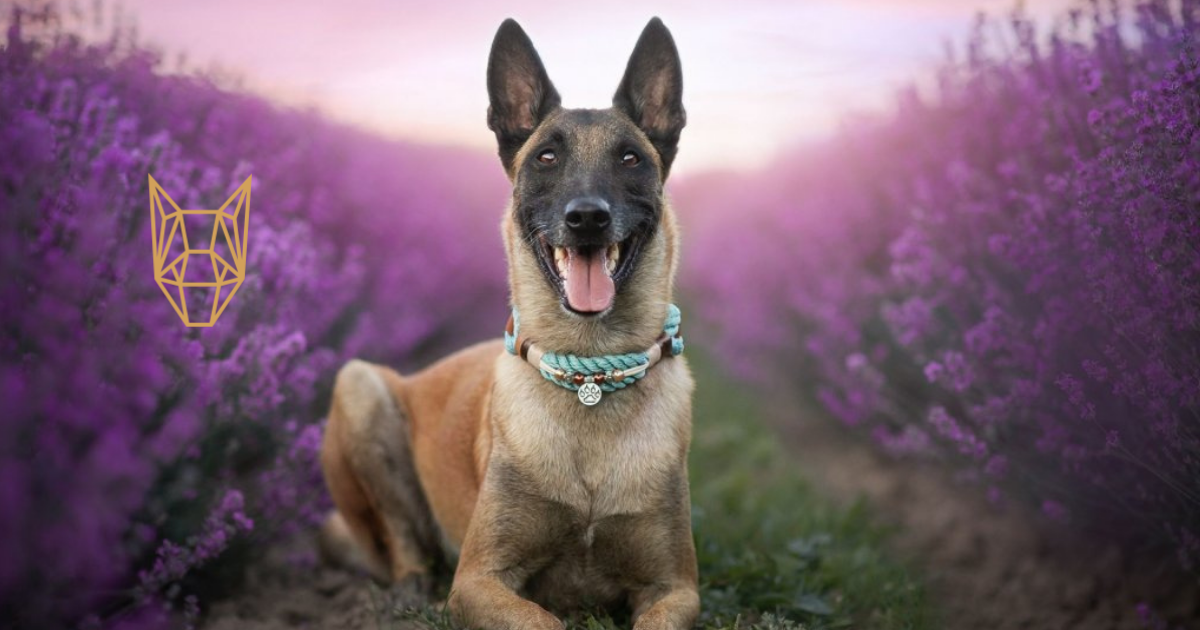 Tipy a rady, jak udělat vašeho pejska šťastnějším