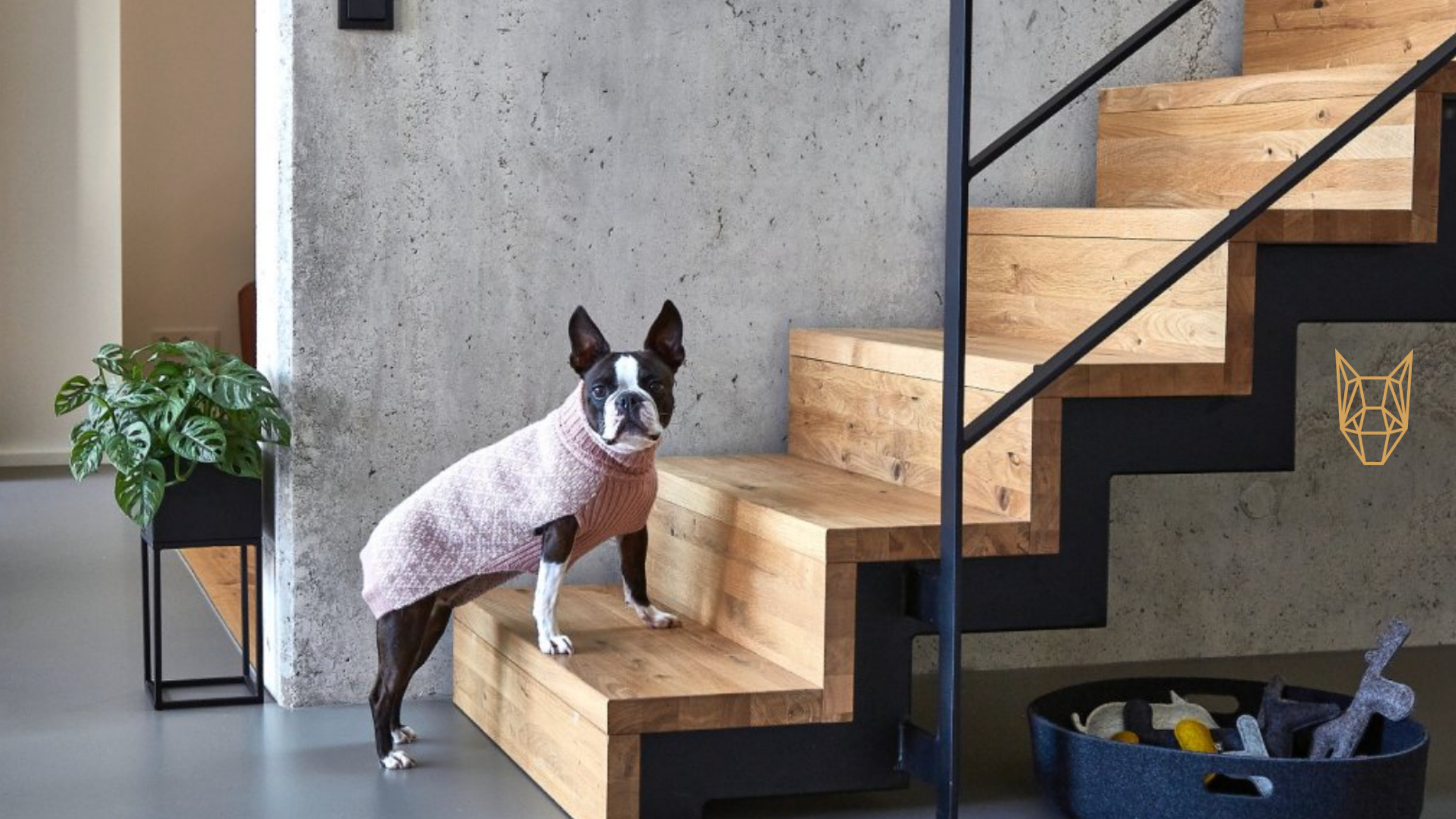 Stylové oblečení pro psy: trendy podzimu a zimy 2021