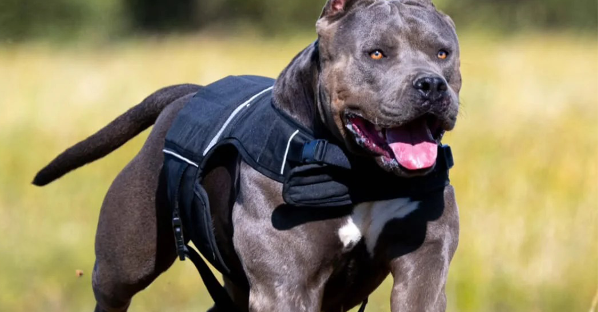 Průvodce tréninkem se zátěžovým postrojem pro psy