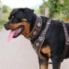 Prémiový designový obojek pro velké psy