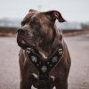 Prémiový kožený postroj pro psy