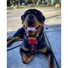 Postroj pro psa Bestia Collar "Bowtie" (Velikost M)