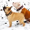 bestia.collars 240662489 156757736610877 1479351531220409056 n 2364 (Kopírovat)