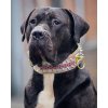the candy dog collar 524466 1440x1800