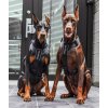 imgi 318 bestia dog sport grippro basic harness 419147