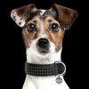 AMAYA Black Dog