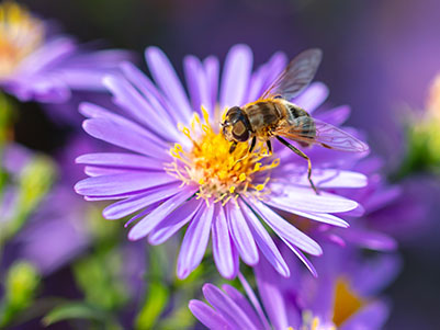 Au! Včelí a vosí bodnutí: Co znamená pro vašeho mazlíčka?