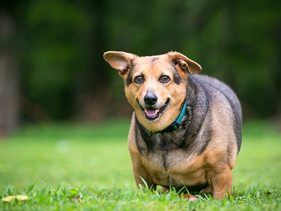 Hubneme: Každý třetí pes má nadváhu