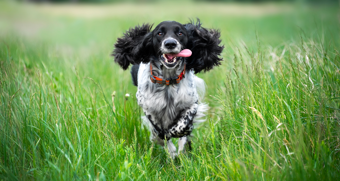 Pozor na osiny: Nenápadné nebezpečí, které může psovi pořádně zkomplikovat život