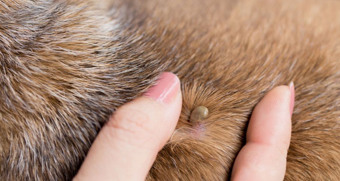 Klíště nebo blechy? Jednejte rychle a nezanedbávejte prevenci
