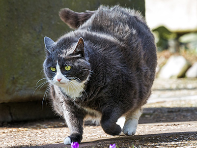 Jak bojovat s obezitou u kočky?