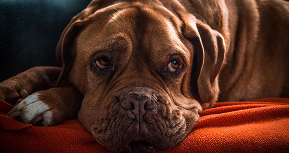 Jak připravit psa na návrat do všedních dnů