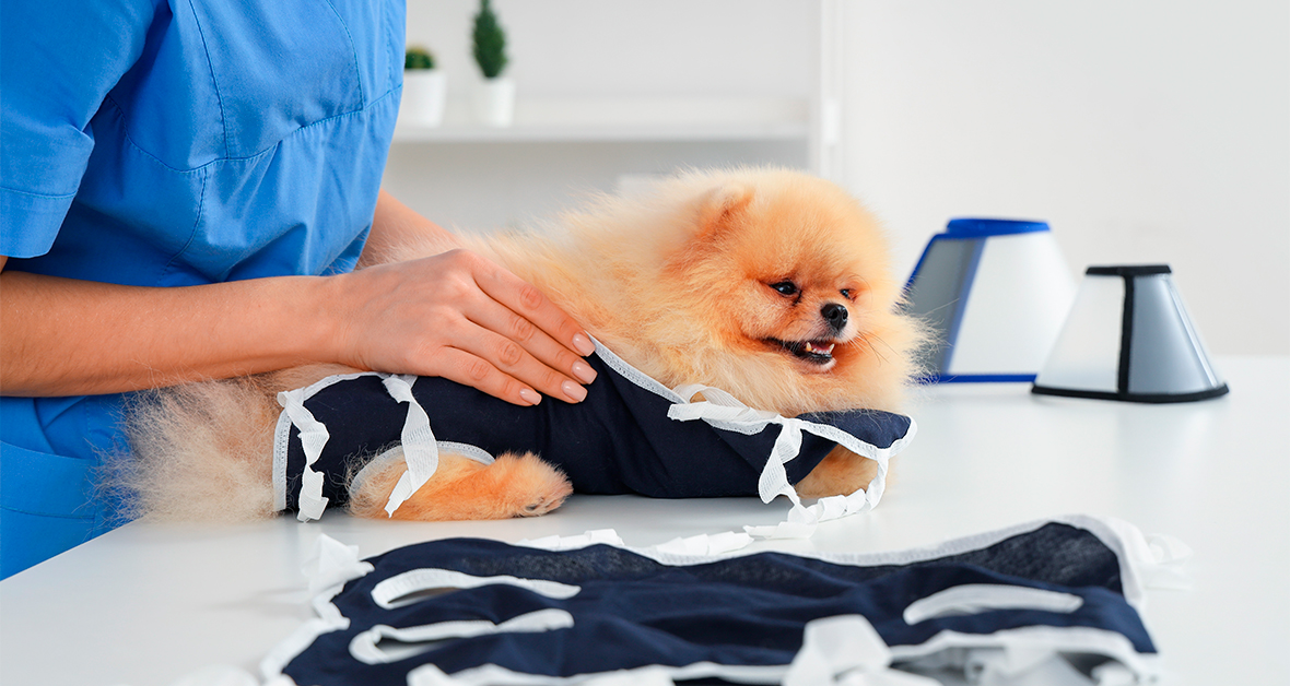 Pooperační péče o psa