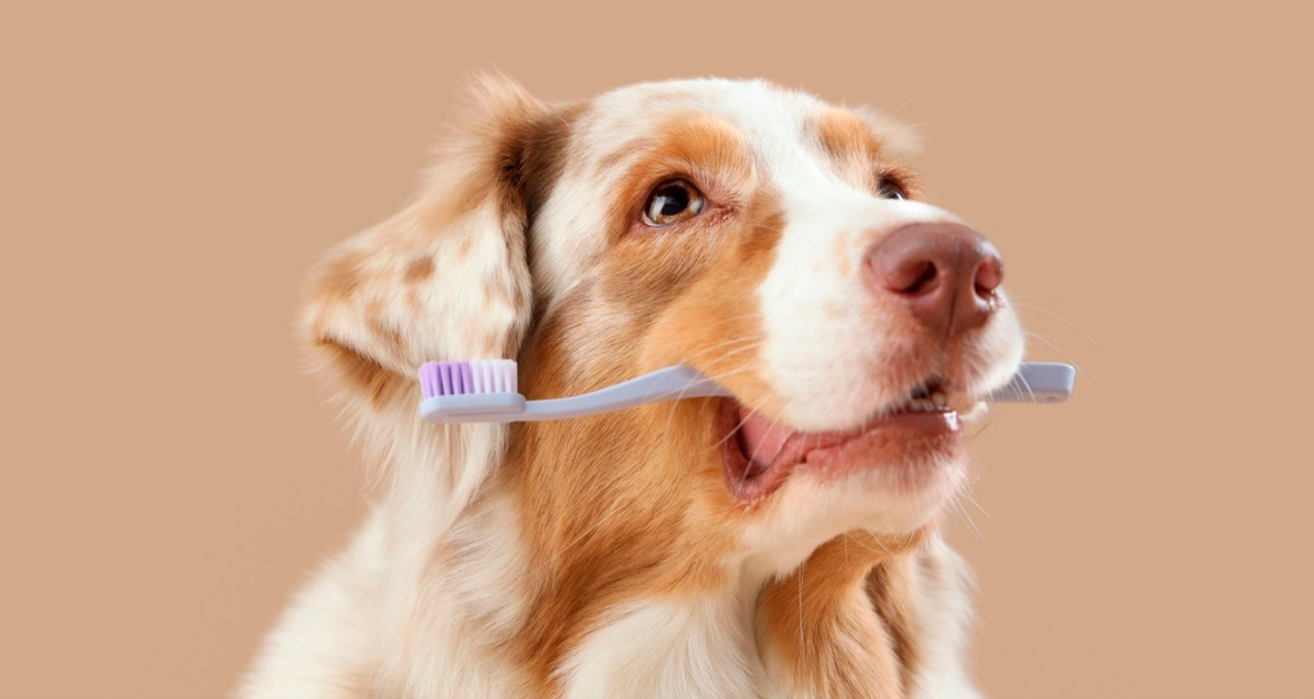 Jak pečovat o zuby psů a koček