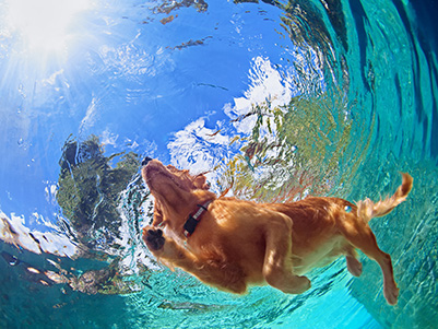 Jak naučit psa plavat?