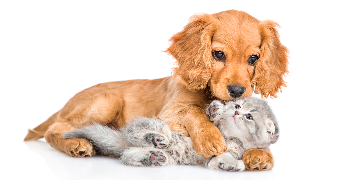 Jak se správně postarat o štěně či kotě?