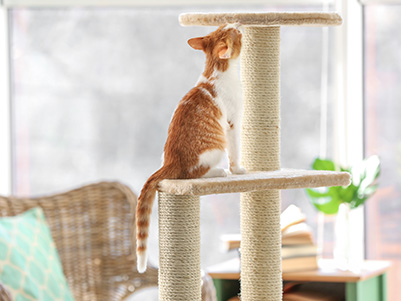 Jak vyrobit škrabadlo pro kočky?